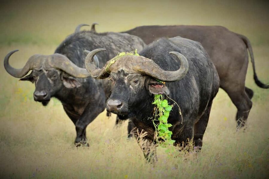 Wildlife Safari 3-Days 2-Night from Zanzibar to Mikumi - What’s Included and What’s Not
