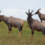 Wildlife Safari and Zanzibar Beach Holiday-11 Days - Arrival and First Impressions in Arusha