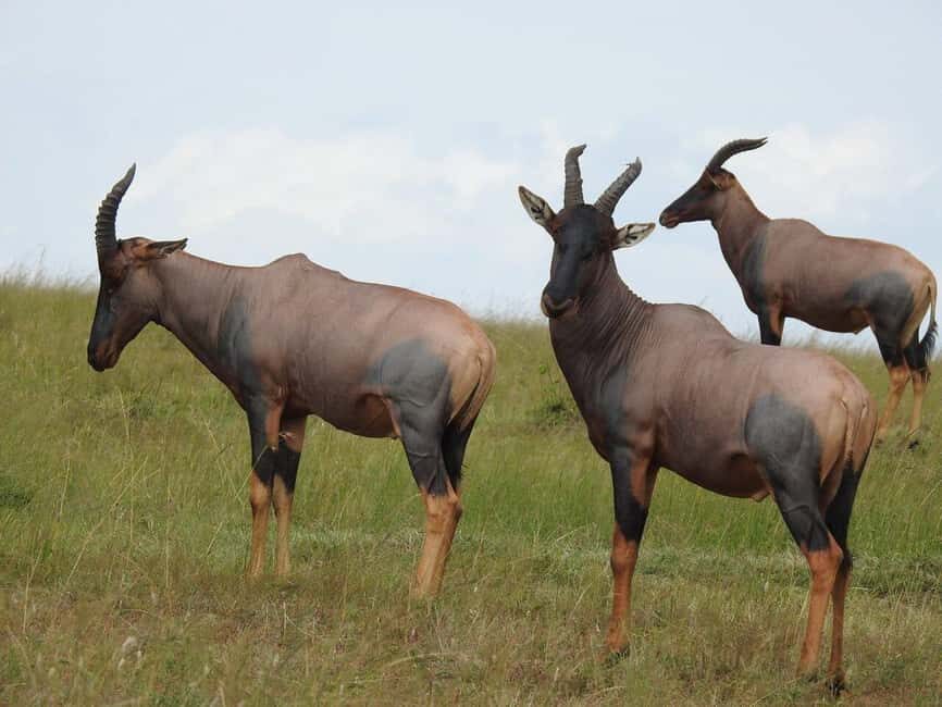 Wildlife Safari and Zanzibar Beach Holiday-11 Days - Arrival and First Impressions in Arusha