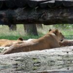 Wildlife safari: Dar Es salaam - Mikumi NP: 2 Days - The Route and Itinerary Breakdown