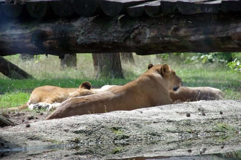 Wildlife safari: Dar Es salaam - Mikumi NP: 2 Days - The Route and Itinerary Breakdown