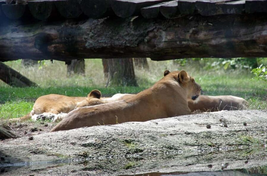 Wildlife safari: Dar Es salaam - Mikumi NP: 2 Days - The Route and Itinerary Breakdown