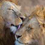 Wildlife & Scenic Wonders: 8-Day Kenya Safari in 4x4 jeep - Exploring Amboseli in Depth