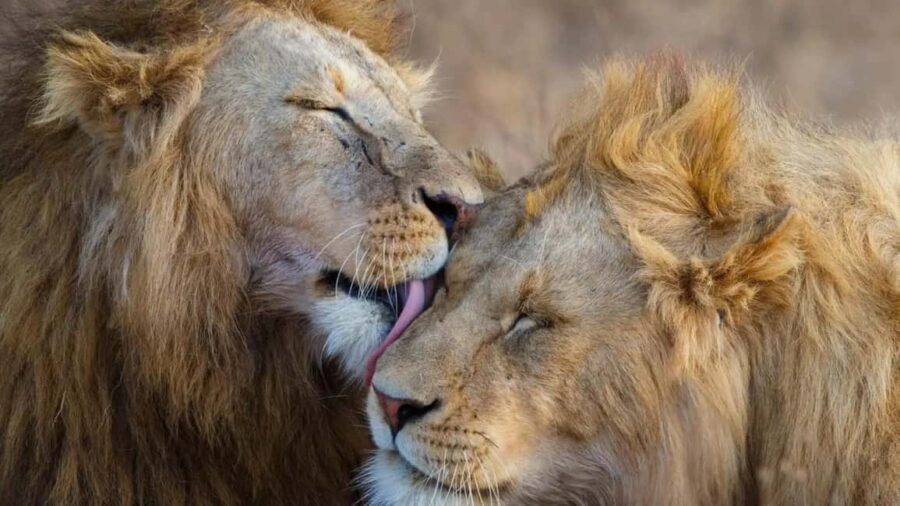 Wildlife & Scenic Wonders: 8-Day Kenya Safari in 4x4 jeep - Exploring Amboseli in Depth