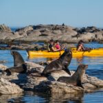 Wildlife Sea Kayaking Tour - Kaikoura - FAQ