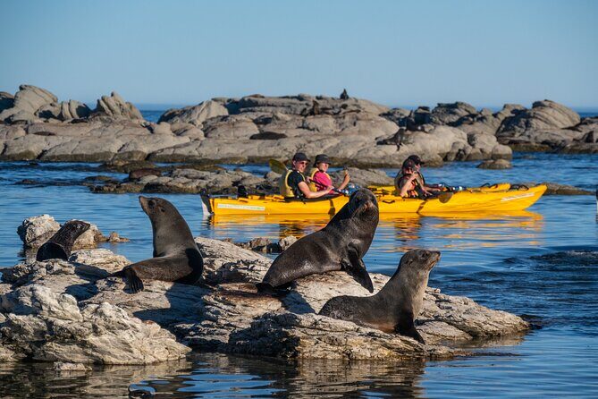 Wildlife Sea Kayaking Tour - Kaikoura - FAQ