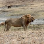 Wildlife Wonders: A 3-Day Safari to and from Arusha. - What to Expect and Practical Tips