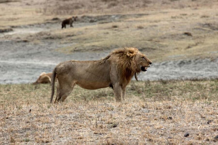 Wildlife Wonders: A 3-Day Safari to and from Arusha. - What to Expect and Practical Tips
