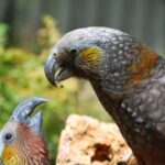 Willowbank Wildlife Reserve Day Entry Ticket - Who Will Love This Experience?
