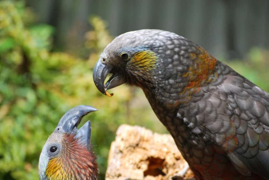 Willowbank Wildlife Reserve Day Entry Ticket - Who Will Love This Experience?