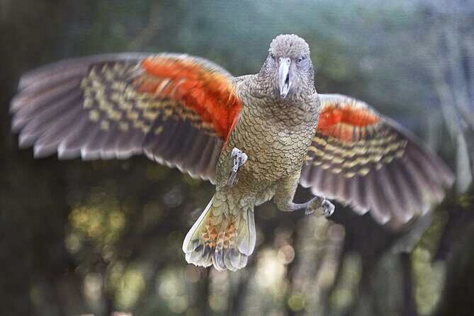 Willowbank Wildlife Reserve Day Entry - Who Will Love This Tour?