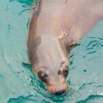 Wilsons Promontory Full Day Cruise - FAQs