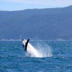 Wilsons Promontory: Whale Spotting Cruise with Lunch - Who Is This Tour Best For?