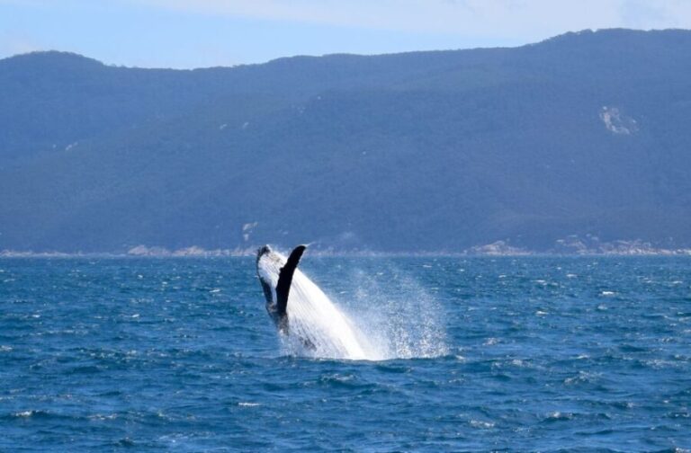 Wilsons Promontory: Whale Spotting Cruise with Lunch - Who Is This Tour Best For?