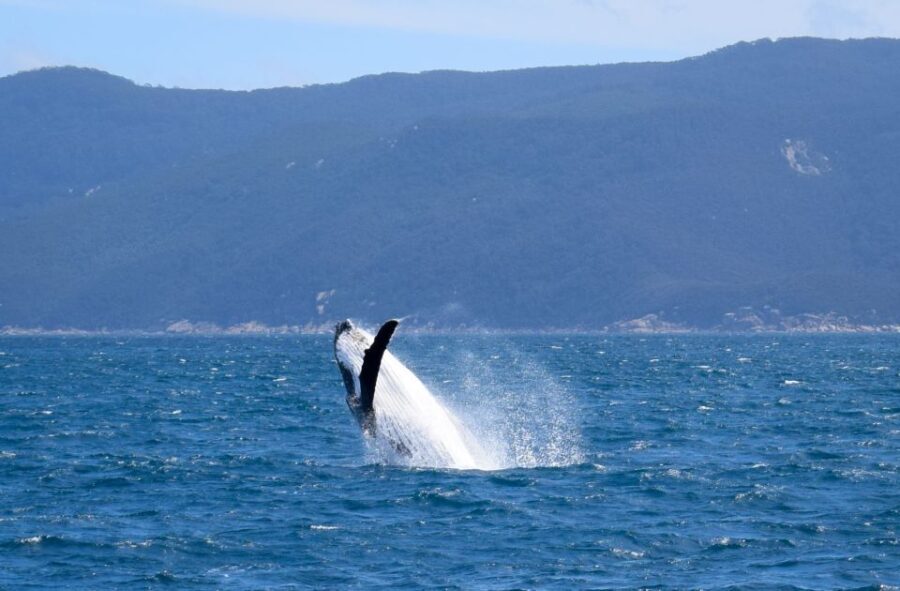 Wilsons Promontory: Whale Spotting Cruise with Lunch - Who Is This Tour Best For?