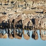 Windhoek: 3-Day Guided Safari in Etosha with Lodge - What’s Included & What to Keep in Mind