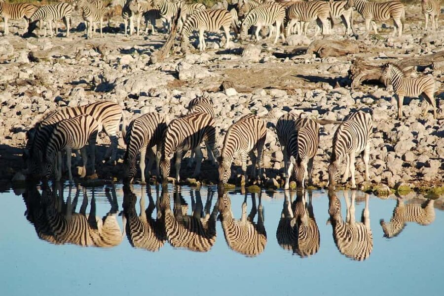 Windhoek: 3-Day Guided Safari in Etosha with Lodge - What’s Included & What to Keep in Mind
