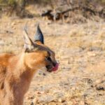 Windhoek: Caracal Walk at N/a'an ku sê Wildlife Sanctuary - The Value of the Experience