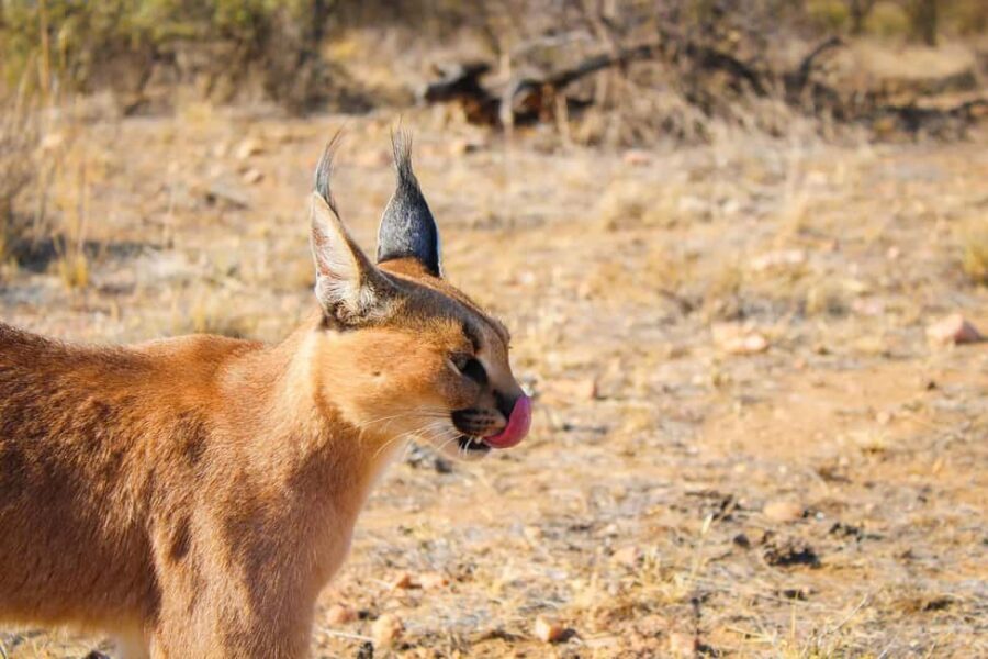 Windhoek: Caracal Walk at N/a'an ku sê Wildlife Sanctuary - The Value of the Experience