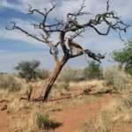 Windhoek : Cheetah walk Experience - The Sum Up