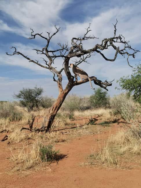 Windhoek : Cheetah walk Experience - The Sum Up