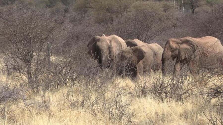 Windhoek: Elephant Tracking Tour with Hotel Pickup - The Experience in Detail