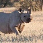 Windhoek: Rhino Tracking Tour with Hotel Pickup - Who Should Consider This Tour?