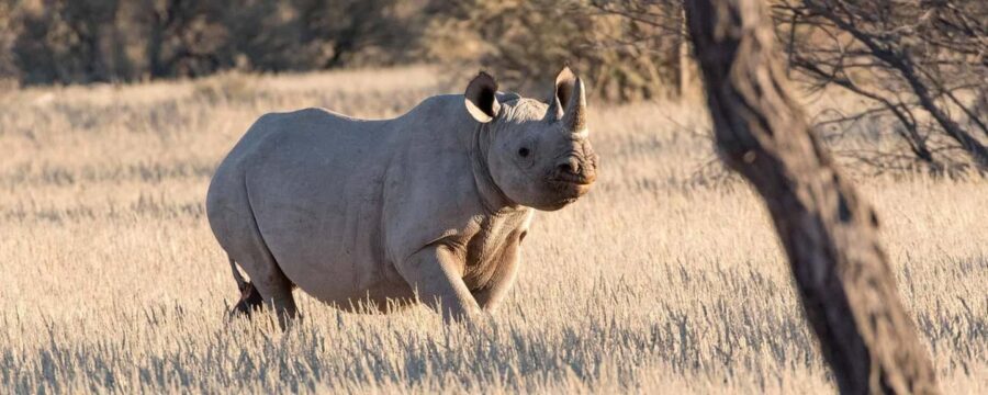 Windhoek: Rhino Tracking Tour with Hotel Pickup - Who Should Consider This Tour?