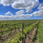 Wine tasting in FranschHoek, StellenBosch & Paarl Tour - An In-Depth Breakdown of the Itinerary