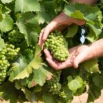 Wines and Whispers: A Barossa Valley Wine Tour from Adelaide - The Practicalities: What You Need to Know
