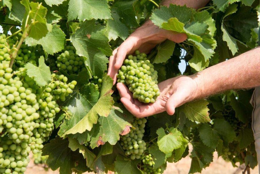 Wines and Whispers: A Barossa Valley Wine Tour from Adelaide - The Practicalities: What You Need to Know