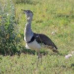 Winton: Bladensburg National Park Half Day Tour - What’s the Value?