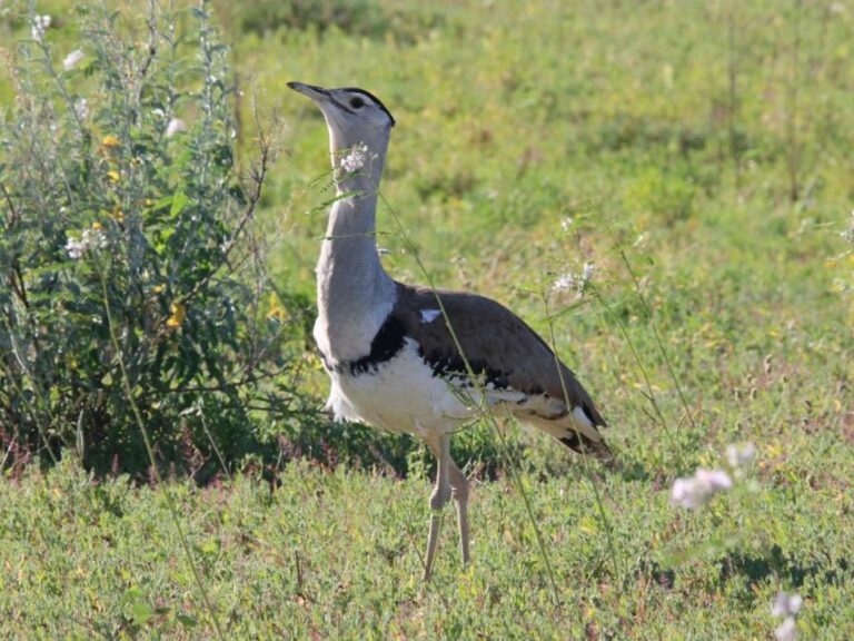 Winton: Bladensburg National Park Half Day Tour - What’s the Value?
