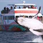 World class Whale Watching from Hervey Bay - Practical Tips for Travelers