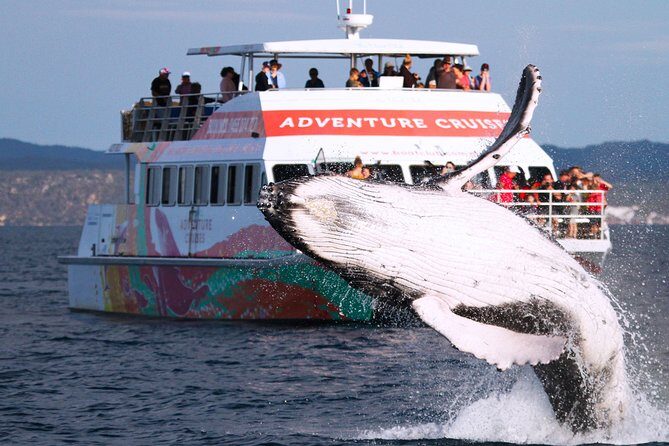 World class Whale Watching from Hervey Bay - Practical Tips for Travelers