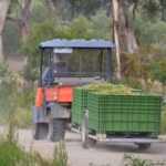 Yarra Valley and Dandenong Ranges: Scenic Bus Tour and Lunch - The Guided Experience: Why It Matters