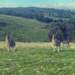 Yarra Valley Foodies Tour with Chandon and Kangaroo Safari! - The Value of the Tour