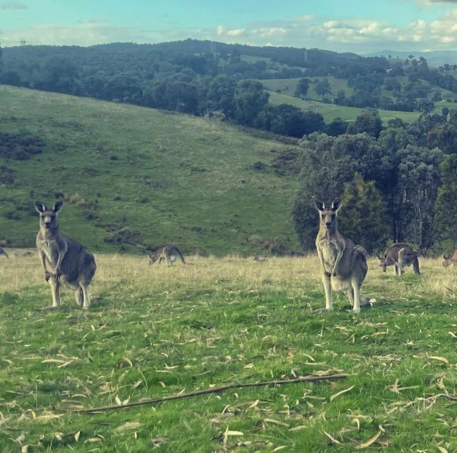 Yarra Valley Foodies Tour with Chandon and Kangaroo Safari! - The Value of the Tour