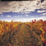 Yarra Valley: Winery Tour with Lunch at Yering Station - What’s Included and What’s Not