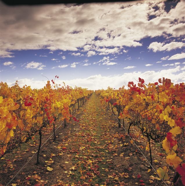 Yarra Valley: Winery Tour with Lunch at Yering Station - What’s Included and What’s Not