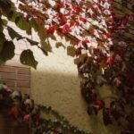 Yering Winery, LV Chandon Winery, Puffing Billy Steam Train - The Practical Details