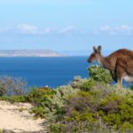 Yorke Peninsula: 3-Day Coastal Wilderness Tour from Adelaide - Day 1: From Adelaide to Spencer Gulf