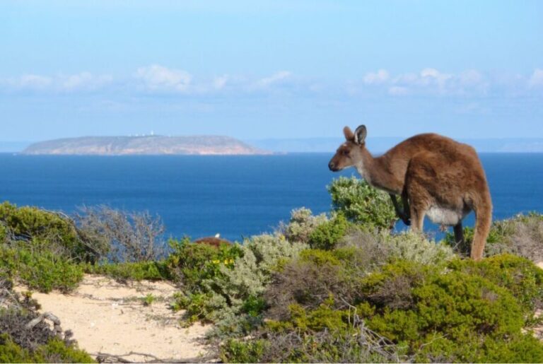 Yorke Peninsula: 3-Day Coastal Wilderness Tour from Adelaide - Day 1: From Adelaide to Spencer Gulf