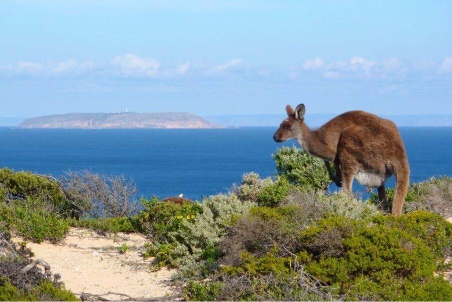 Yorke Peninsula: 3-Day Coastal Wilderness Tour from Adelaide - Day 1: From Adelaide to Spencer Gulf
