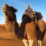 Zagora Sahara Desert Overnight Trip from Ouarzazate - A Detailed Look at the Tour Experience