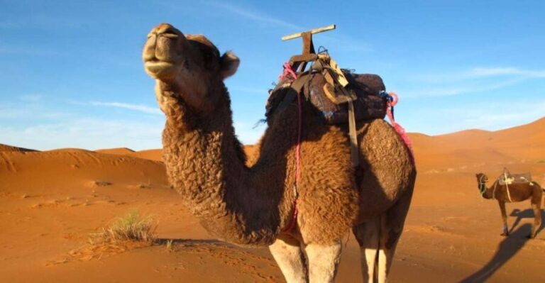 Zagora Sahara Desert Overnight Trip from Ouarzazate - A Detailed Look at the Tour Experience