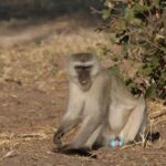 Zambezi National Park Private Wildlife Safari (4 - 10 hours) - Who Should Consider This Safari?