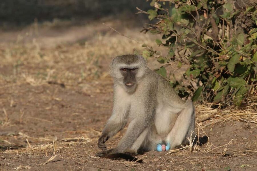 Zambezi National Park Private Wildlife Safari (4 - 10 hours) - Who Should Consider This Safari?