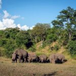 Zambezi Rafting, Chobe Safari and Rhino Walk - Key Points