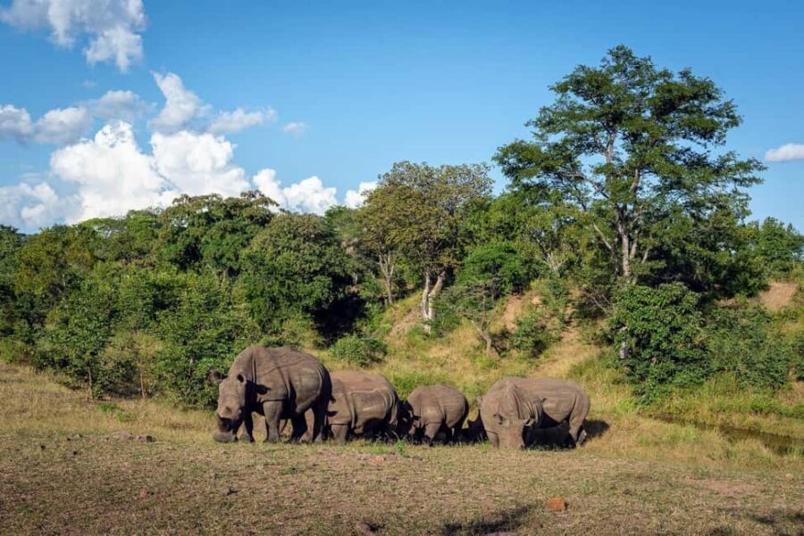 Zambezi Rafting, Chobe Safari and Rhino Walk - Key Points